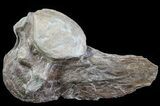 Tall Mosasaur (Platecarpus) Caudal Vertebra - Kansas #64168-1